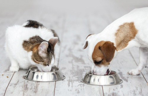 Nem sempre a quantidade de nutrientes determina a qualidade do alimento para cães e gatos, diz especialista