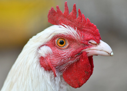 Oferta crescente de frango enfrenta desaceleração de consumo em 2027
