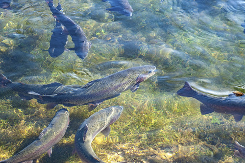 Outorga de água e cessão da União destravam crédito para peixe