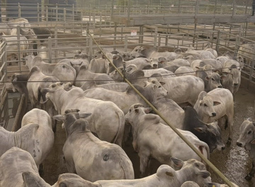 1.536 animais foram avaliados em Canhotinho (PE), durante etapa do Circuito Nelore de Qualidade