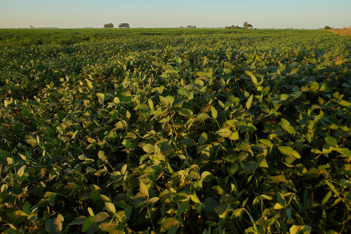 O que acontece embaixo da terra impacta produção de amendoim