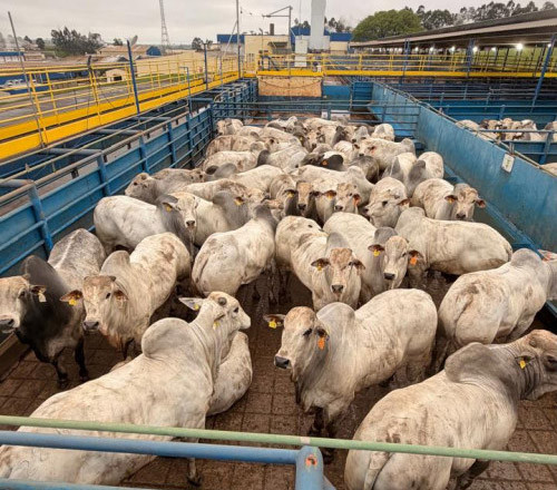 Circuito Nelore de Qualidade avalia quase mil animais em Lins (SP)