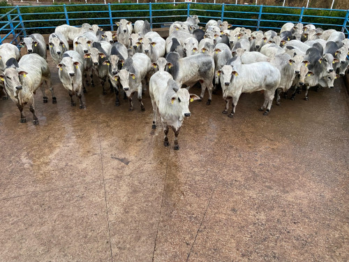 Circuito Nelore de Qualidade avalia 1.079 animais em Senador Canedo (GO); veja os resultados