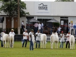 Criadores de Nelore preparam animais que serão avaliados na Expogrande 2015 