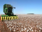 Bahia deve colher 1,12 milhão de toneladas de algodão