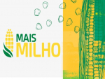 Mato Grosso sedia abertura nacional da colheita do milho 2020/21