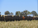 Leilão Virtual Brangus HP terá inovações com oferta de vacas e novilhas com prenhez confirmada e pacote de embriões