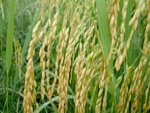 Arroz/Cepea: com retração vendedora, Indicador se estabiliza