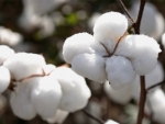 Céleres mantém previsão de safra de algodão em 1,44 mi de toneladas