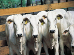 Vacinar e identificar o gado ao mesmo tempo otimiza mão de obra e poupa animais de um novo manejo