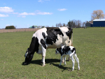 Nutrição de qualidade é essencial no período de transição de vacas de leite para não sobrecarregar sistema hepático