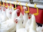 Recorde histórico no embarque de cortes de frango em 2018