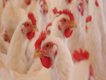 Surto de gripe aviária faz Japão sacrificar 94 mil aves