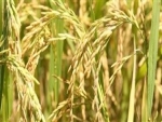 Bangladesh: Arroz dourado será lançado em breve