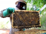 ATeG tem apicultores que produzem até 80% do mel comercializado em seus municípios