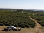 Venda de máquinas para cafeicultura é prejudicada por ajustes fiscais