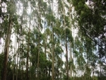 Mapa desenvolve programa para estimular a área de florestas plantadas no território nacional