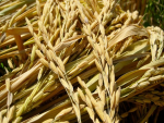 Rio Grande do Sul deve reduzir área plantada de arroz em 1,21%, para 957,4 mil hectares