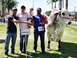 Mistério FIV CASS é o grande campeão nelore da Expogrande 80 Anos