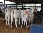 Brahman a campo abrirá Exposição Nacional da Raça Brahman