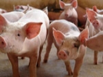 Preço pago pelo quilo do suíno vivo é de R$ 3,42 no RS