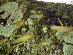 Gafanhotos atacam plantações no RS