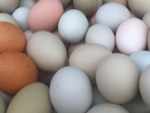 Ovos: preço médio acumulado em 2015 é inferior ao alcançado em 2008