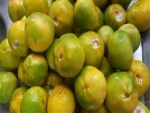 Casca de tangerina é fonte de antioxidantes
