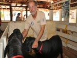 Na Expogrande, tratadores destacam satisfação em lidar com animais