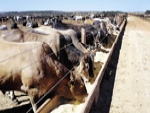 Confinamento de bovinos vai crescer 7,65% em 2015 no Brasil, diz associação