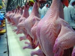 Carne de frango in natura: em outubro, embarques aquém das 300 mil toneladas