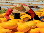  Agricultura familiar supera desafios climáticos e produz alimentos variados no Nordeste brasileiro