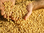 MT: Projeto destaca soja e milho