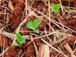 ONU instituiu 2020 como o Ano Internacional da Saúde Vegetal