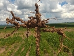 Aplicativo facilita a identificação rápida de Nematoides nas lavouras