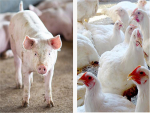 Em MS, a projeção para o fechamento do ano é de alta para produção e abate de aves e suínos