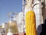 Cientistas buscam novas fontes para produzir etanol de 2° geração