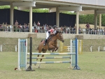 Copa Nacional de Cross Country apresentará habilidades do cavalo árabe na Exposição Nacional da Raça, em Indaiatuba (SP)