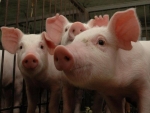 ABPA busca abertura da Comunidade Europeia para suínos