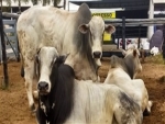 Baixa demanda mantém mercado do boi gordo pressionado