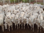 Oferta curta de boiadas, mas há dificuldade de repasse de preços para a carne