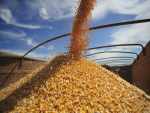 Brasil deve exportar 4,46 milhões de toneladas de milho em dezembro