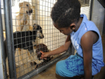 Lei que proíbe sacrifício de cães e gatos pelas zoonoses é publicada no Diário Oficial