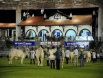 81ª ExpoZebu já definiu os jurados da raça Nelore