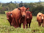 Mercado do boi gordo firme