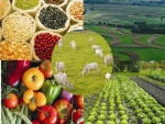Valor Bruto da Produção Agropecuária em 2015 é de R$ 459,4 bi