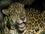 Belgo Arames, Datamars e Projeto Onças do Iguaçu unem-se para preservar a onça-pintada e proteger propriedades da região