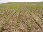 FEBRAPDP lança eventos comemorativos ao cinquentenário do Sistema Plantio Direto