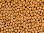 Soja: Oscilação do Dólar provoca leves baixas