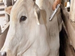 Mais de 84 milhões de animais foram vacinados contra febre aftosa no país
